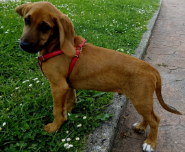 Inu